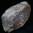 Polished, Agatized Dinosaur Bone ( ounces) #5963-1